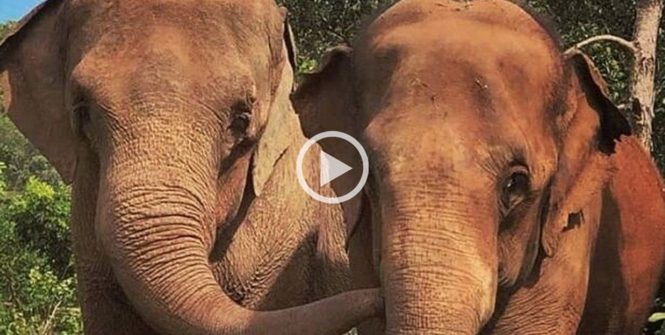 La elefanta Mara cumple su primer mes en Brasil