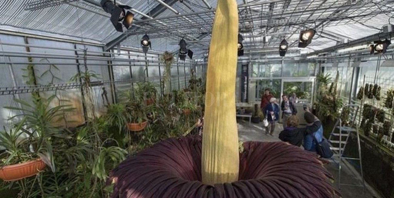 Brotó una especie de "flor cadáver" en Bélgica