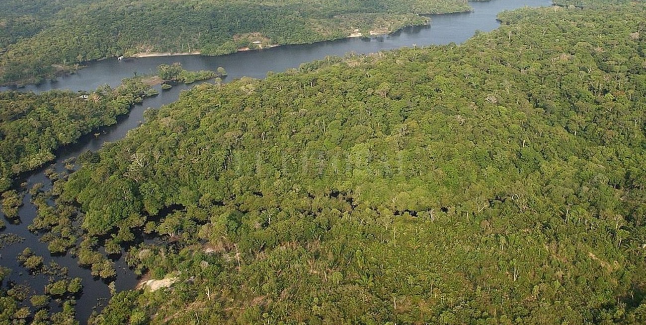 Descubren 12 animales nuevos en expediciones al Amazonas brasileño