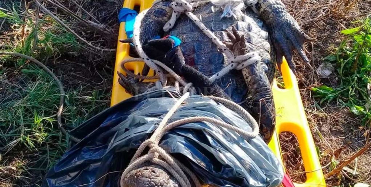 Atraparon un yacaré en Rincón