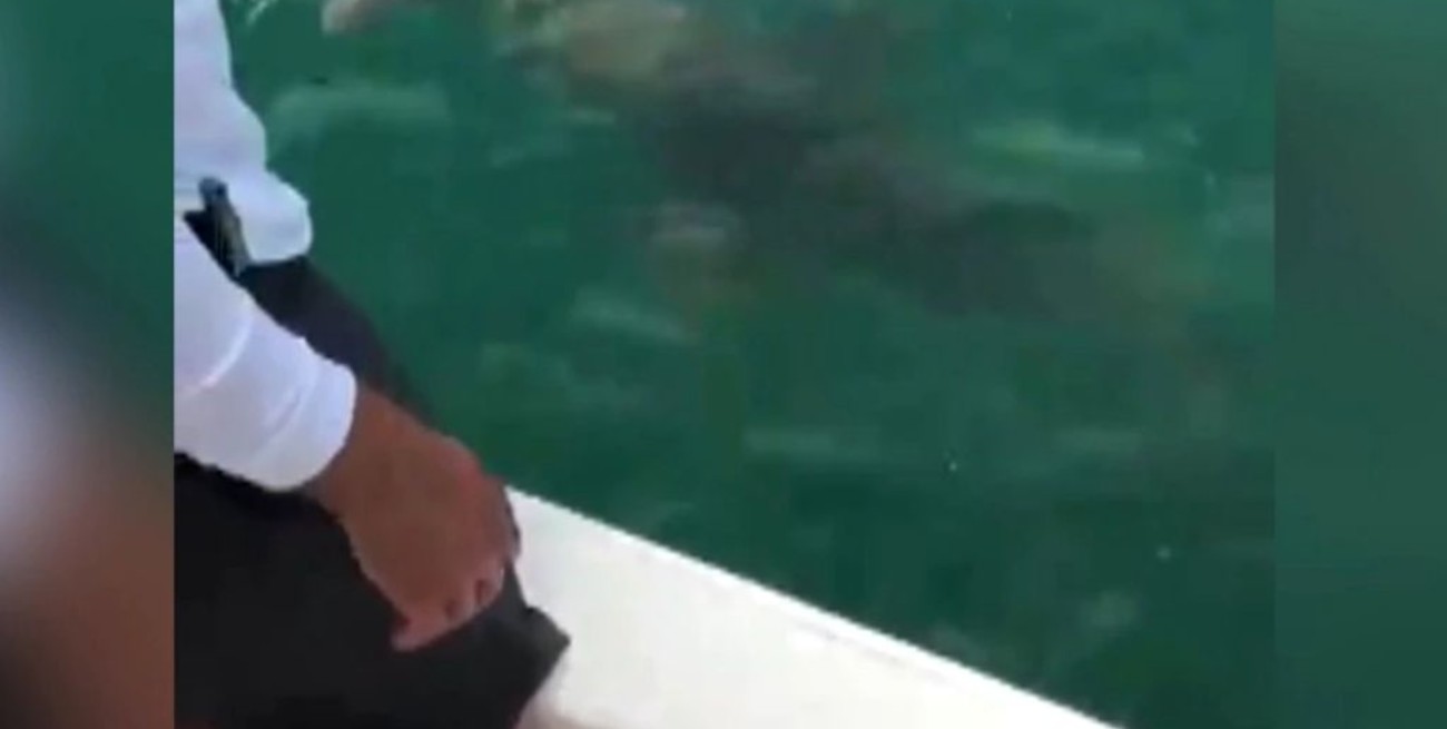 Registran imágenes que muestran a un mero gigante devorándose a un tiburón 