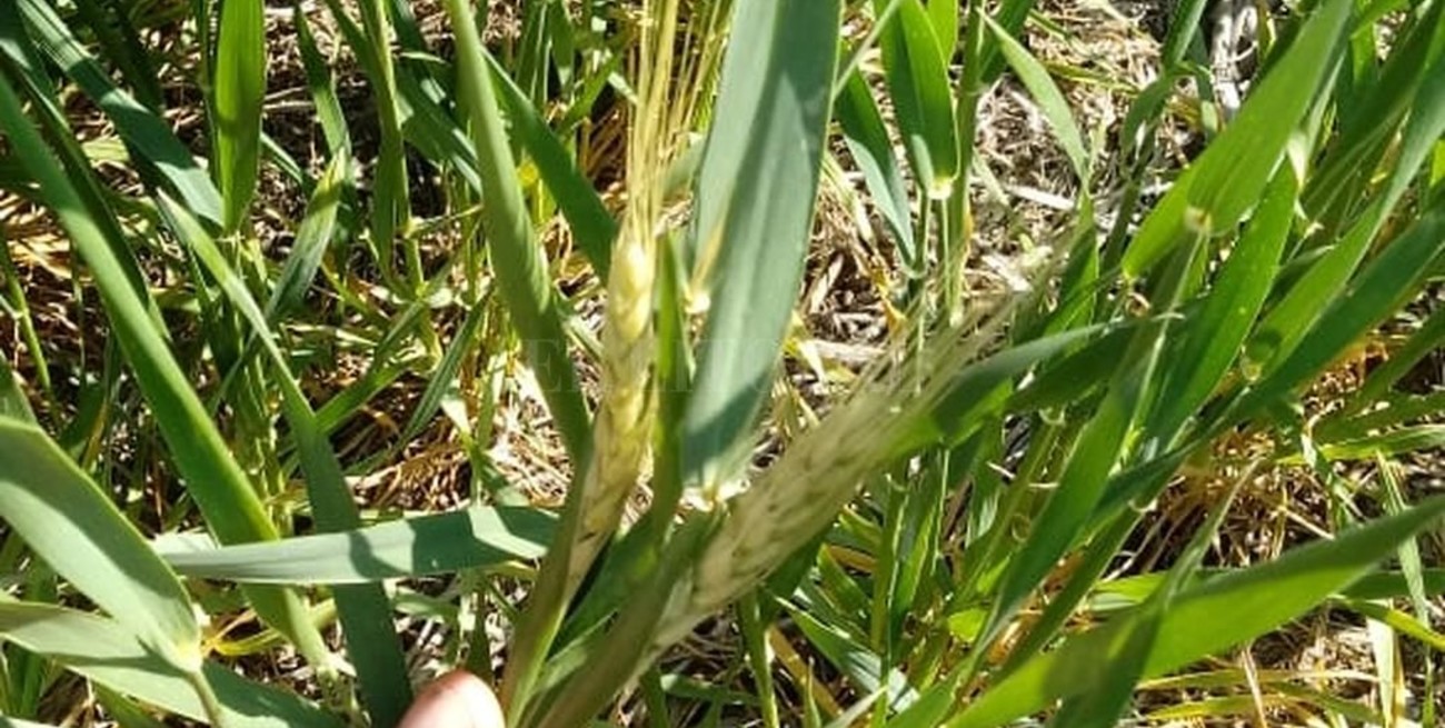 Trigos helados: tensa espera para conocer la magnitud del daño