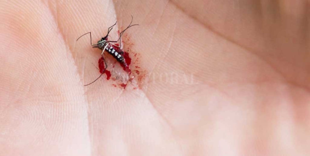 Ascienden a 1.077 los casos de dengue en Jujuy