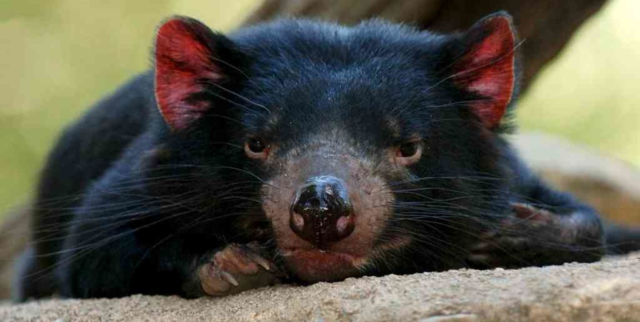 El demonio de Tasmania regresa a Australia por primera vez en 3.000 años