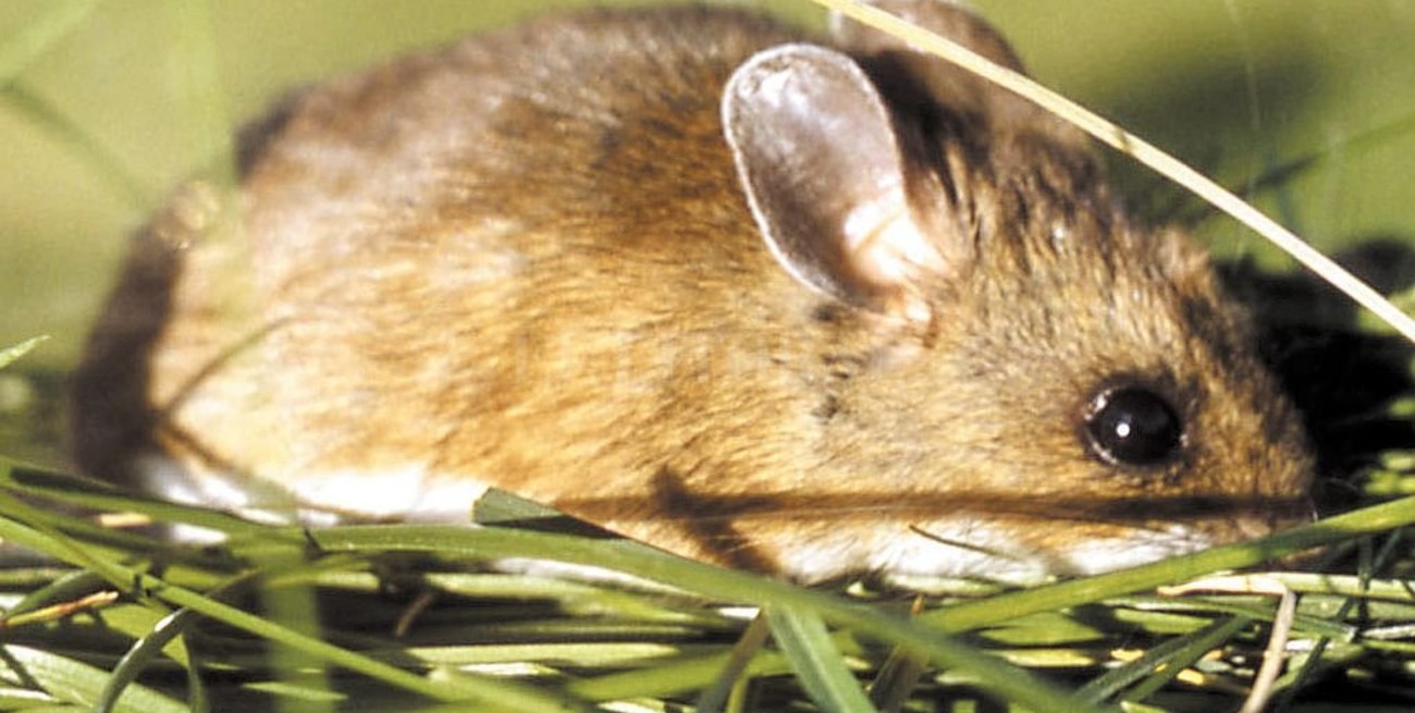 Una mujer está internada con pronóstico reservado por un presunto caso de fiebre hemorrágica