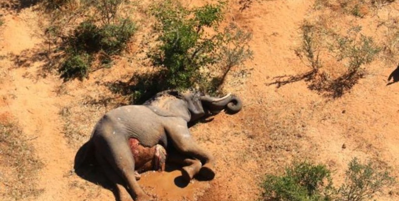 Hallan al responsable de la misteriosa muerte de cientos de elefantes en Botsuana
