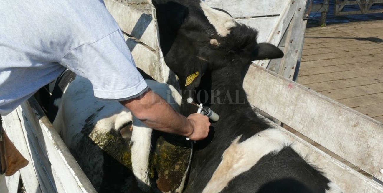 Nueva campaña anti aftosa  