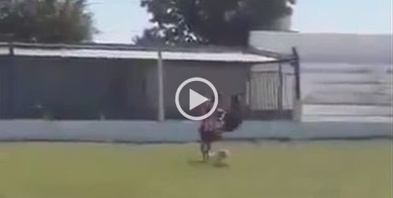 Video: La patada más violenta del año del ascenso argentino