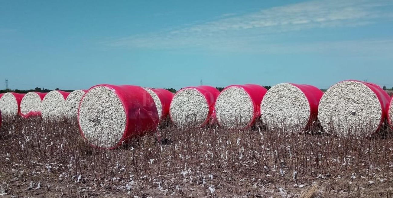 El algodón cerró el ciclo con incrementos en los rindes 