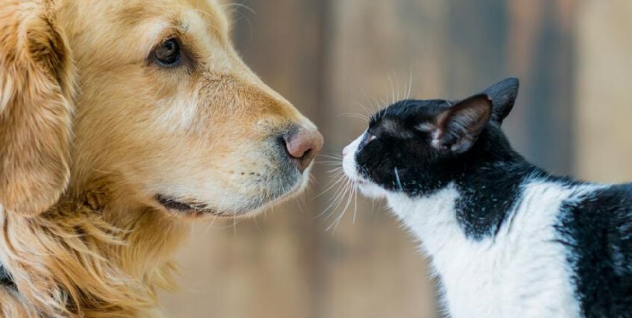 Los gatos y perros dejarían de ser considerados animales comestibles en China