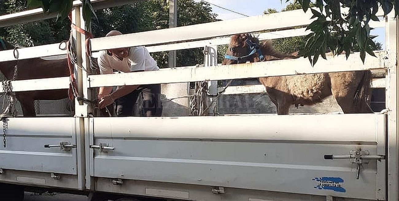 Operativo por maltrato animal en Rosario