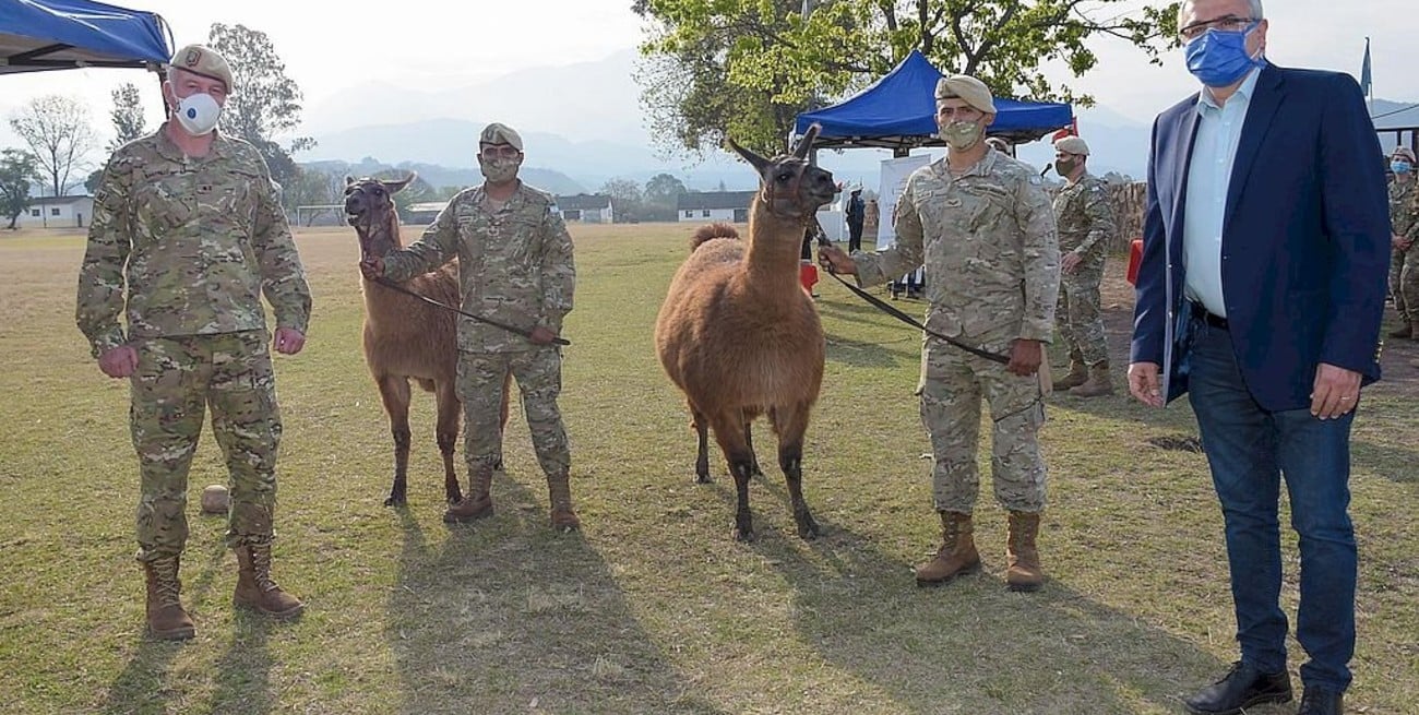 Jujuy donó 20 llamas al Ejército Argentino
