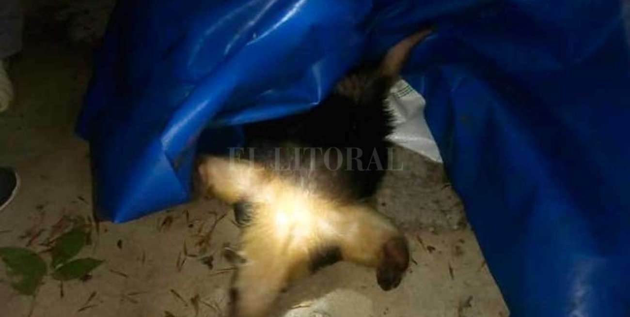 Rescataron un oso melero en el norte de Santa Fe