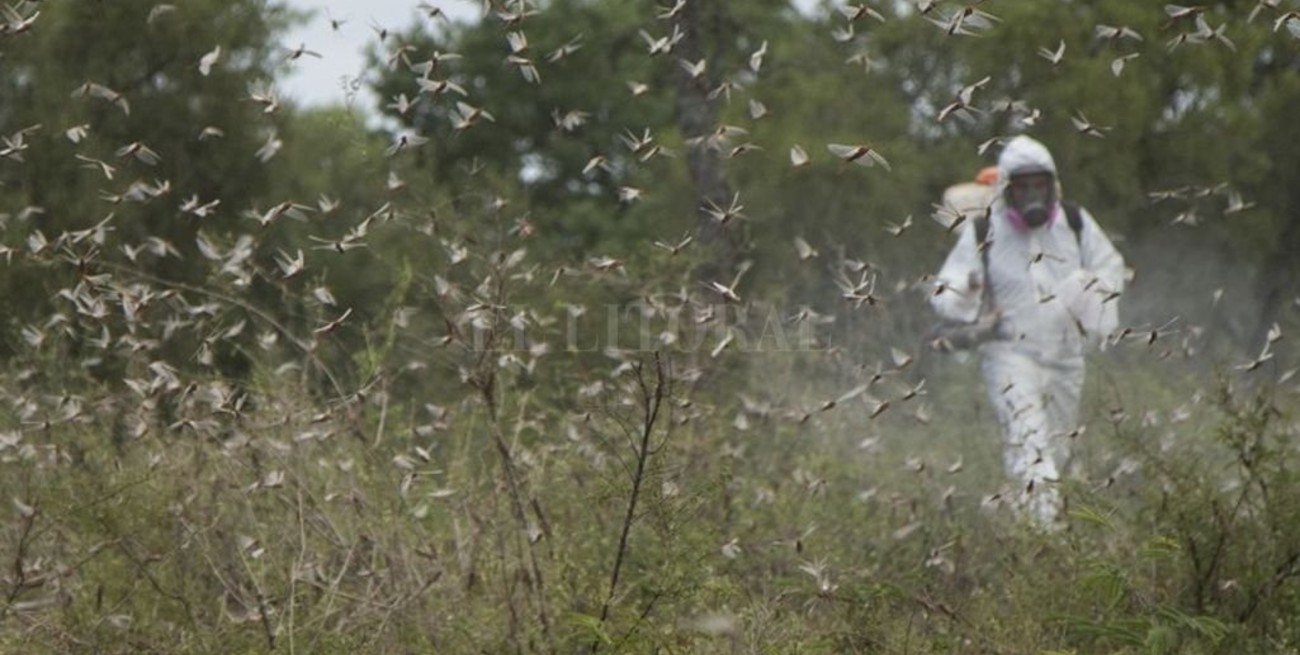 Langostas y tucuras: presentaron un manual de BPA para el control con fitosanitarios