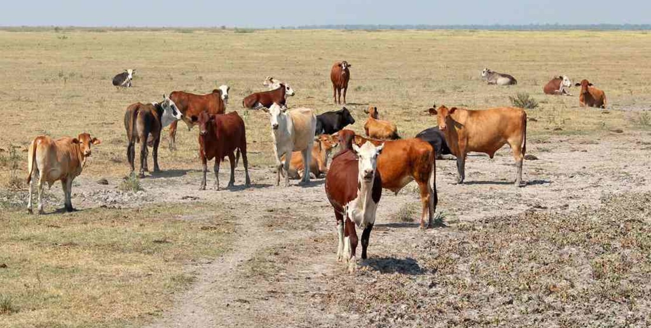 Corrientes: entregaron alimentos para ganado a pequeños productores afectados por la sequía