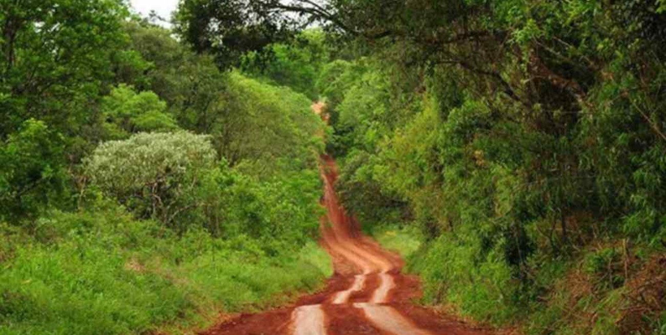 La turística Ruta de la Yerba Mate fue declarada "patrimonio cultural y turístico" de Misiones