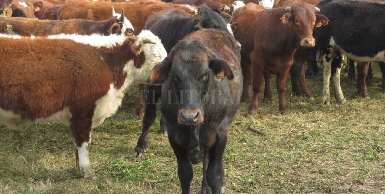 Frenan en Entre Ríos hacienda con garrapata que se dirigía a Santa Fe