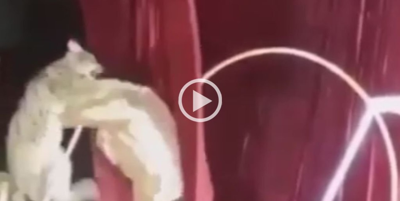 Video: Un lince ataca a su adiestrador en pleno show de un circo