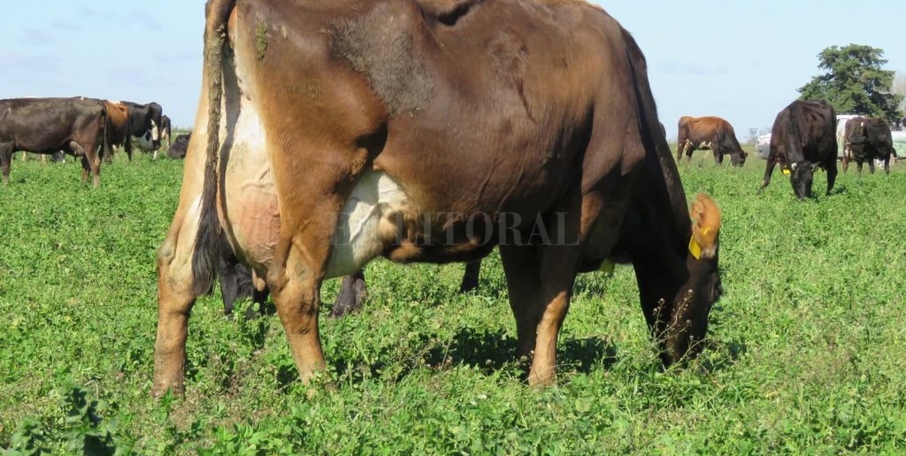 Kiwi con pasto, una receta de lechería sustentable