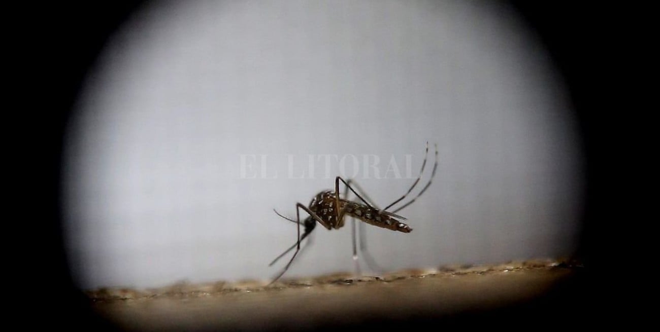Dengue: el aislamiento social aumenta el contacto con el aedes aegypti