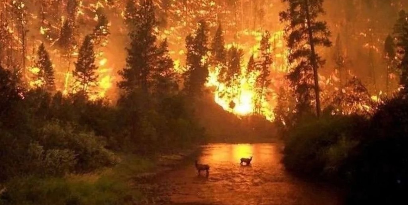 Incendios en el Amazonas: Ambientalistas argentinos protestarán en la embajada de Brasil
