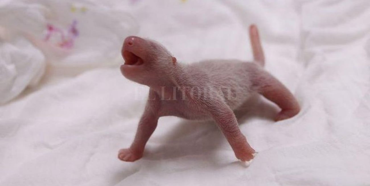 Una panda gigante china dio a luz en un zoológico de Corea del Sur