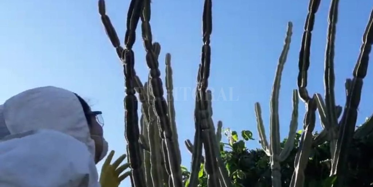 "Edipo apestado": la resistencia de los cuerpos