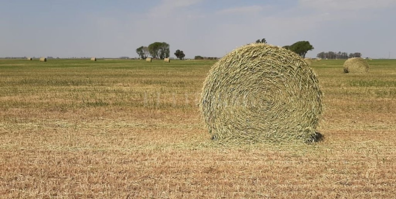 Rollo, silo o herbicida? buena parte de los trigos sin escapatoria en el centro santafesino