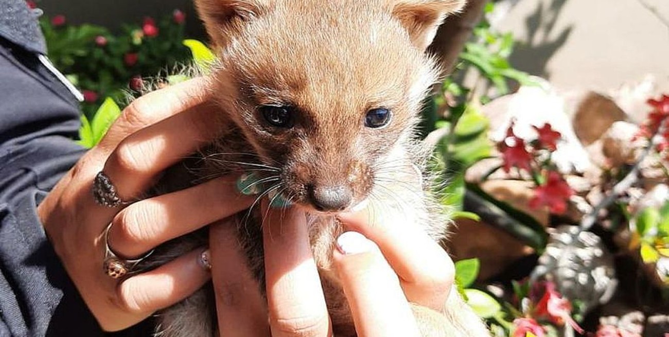 Pérez: la policía rescató dos cachorritos de zorro gris atrapados en una cañería