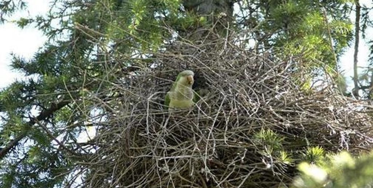 Madrid inicia un plan para sacrificar "cotorras argentinas"