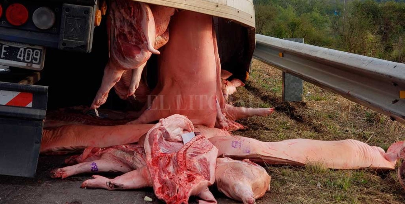 Desde Assal recomiendan no consumir la carne de cerdo que cayó a la Ruta 168