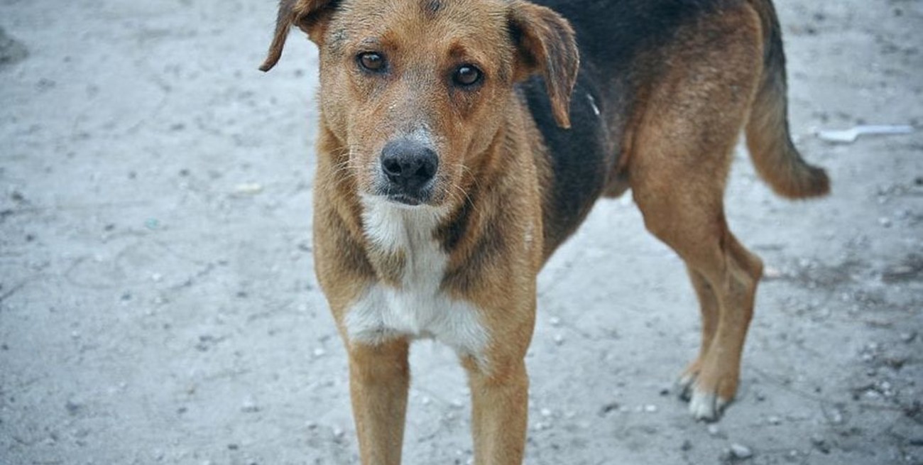 Detuvieron a un joven por matar perros y gatos "por diversión"