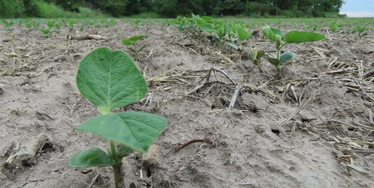 Las lluvias complicaron el inicio del ciclo de la soja