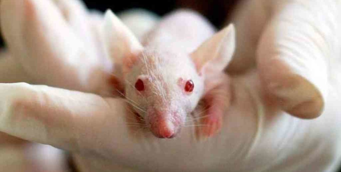 Un virus provocó la primera muerte por fiebre hemorrágica en Brasil en 20 años