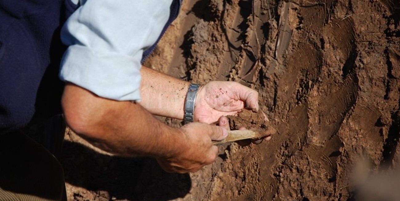 Preocupa la pérdida de potasio en los suelos del litoral
