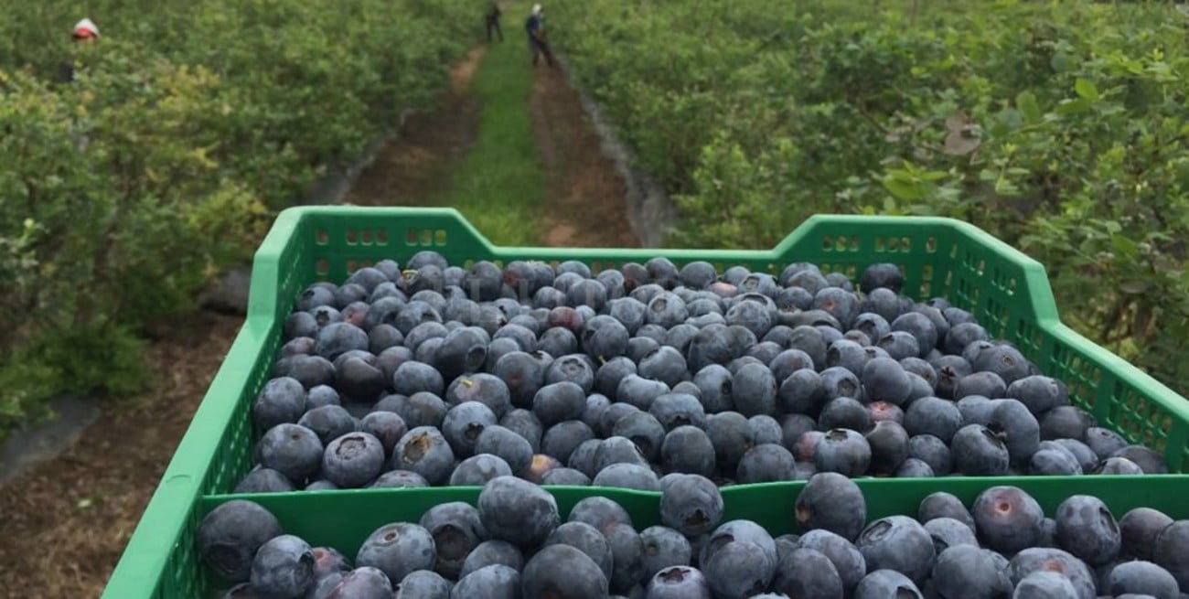 Arándanos: "Estamos viendo un desánimo muy grande en varios productores"