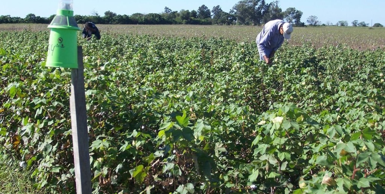 Algodón: una campaña marcada por las lluvias