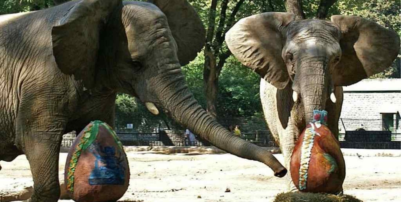 Las últimas elefantas del Ecoparque porteño empezaron el proceso para viajar al santuario de Brasil