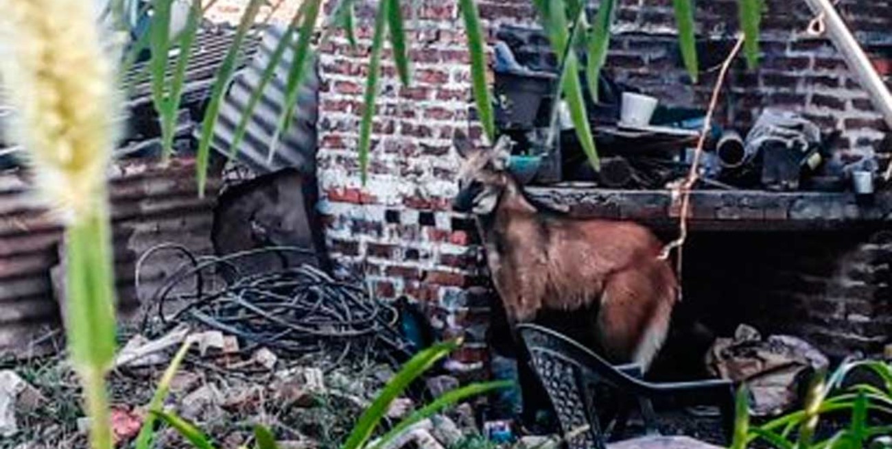 Dos ejemplares de aguará guazú "como panchos por su casa"