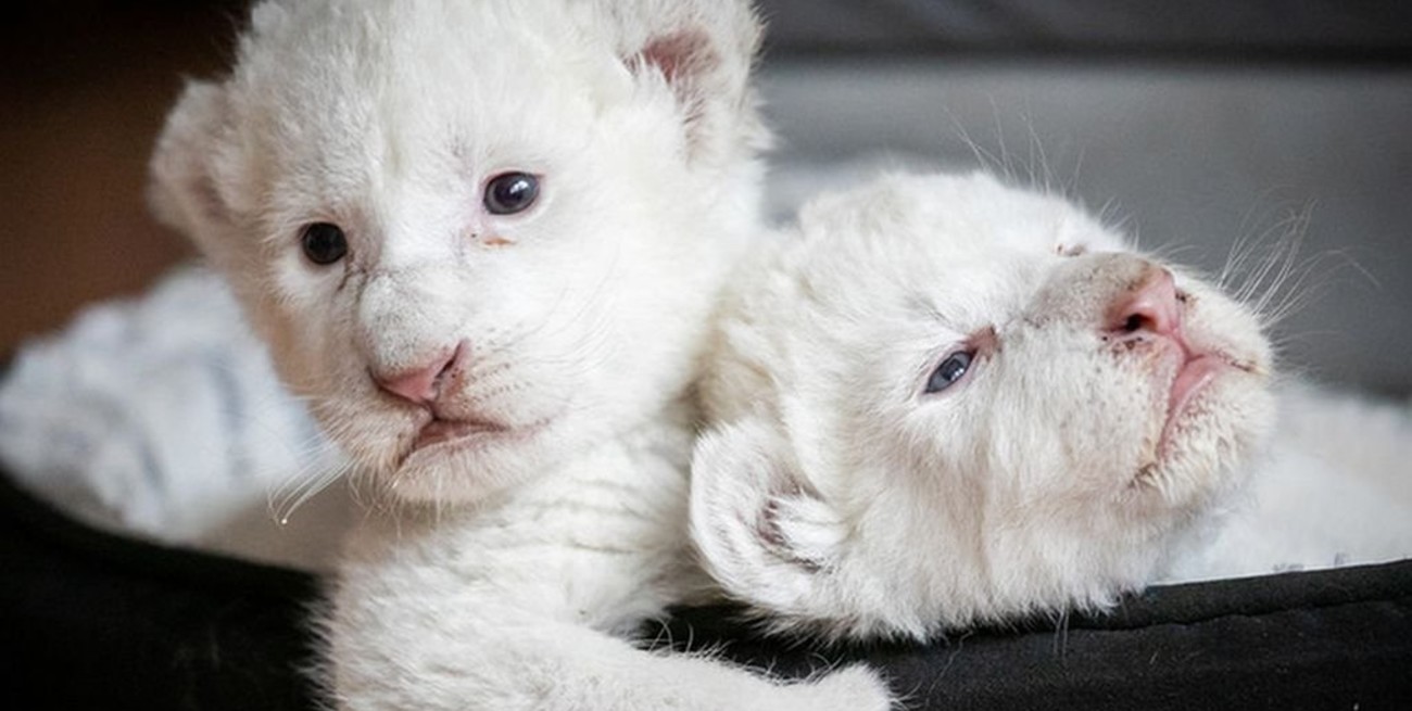 Fotos y videos: Nacieron dos leones blancos en cautiverio