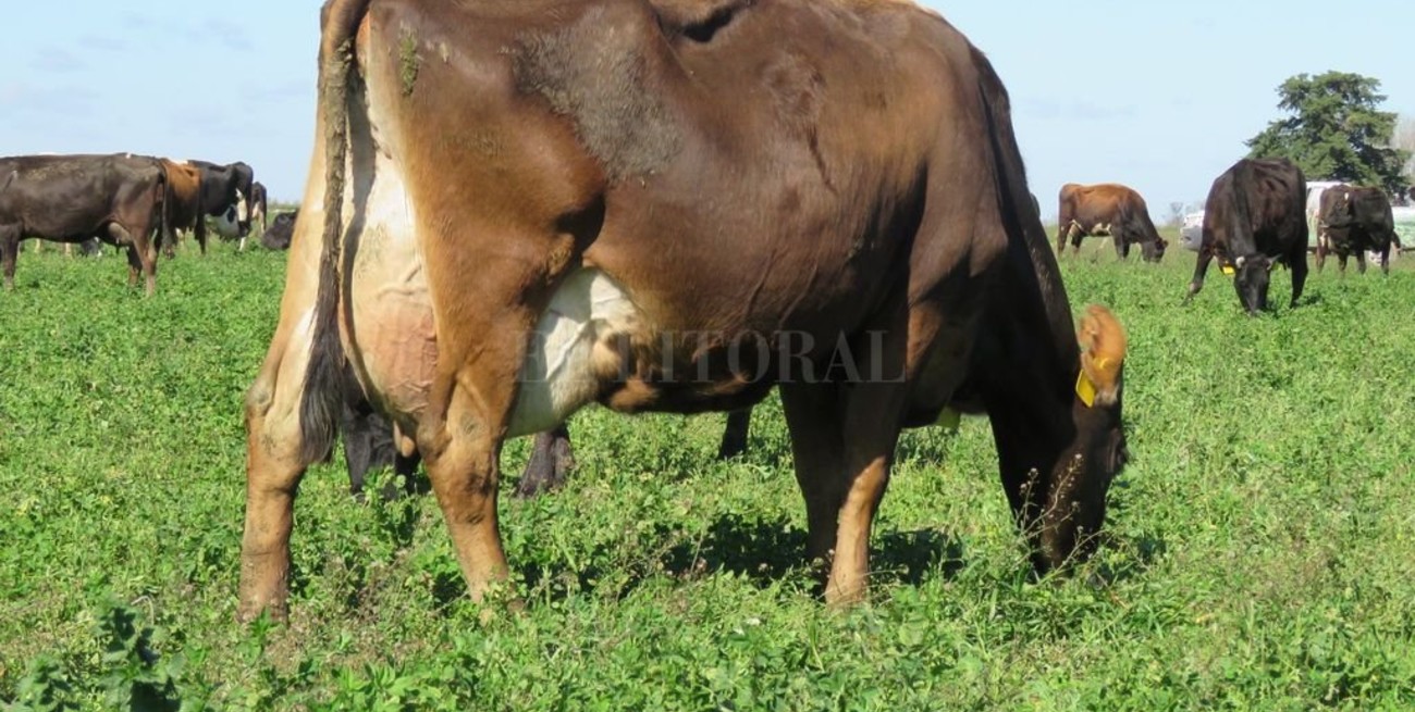 Amor al primer ordeñe