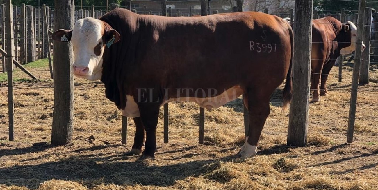 Gran venta de genética bovina en la Sociedad Rural de San Cristóbal