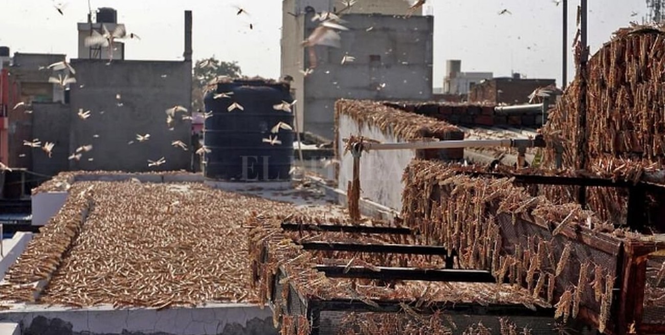 India sufre la peor plaga de langostas en 26 años