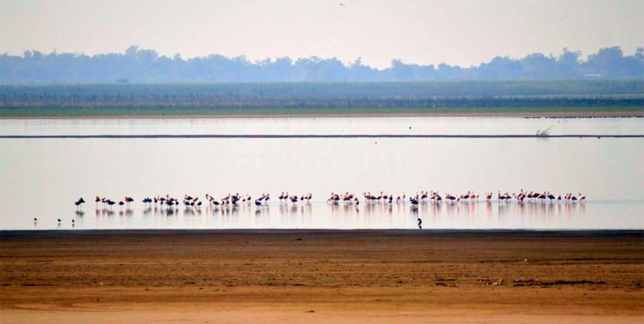 Sin "moros en la costa", volvieron los flamencos a la Laguna Setúbal