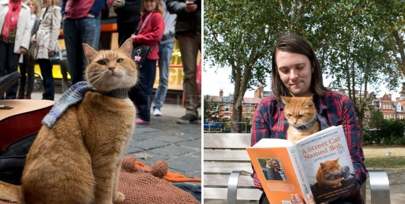 Falleció Bob, el gato que le salvó la vida al músico James Bowen e inspiró libros y películas