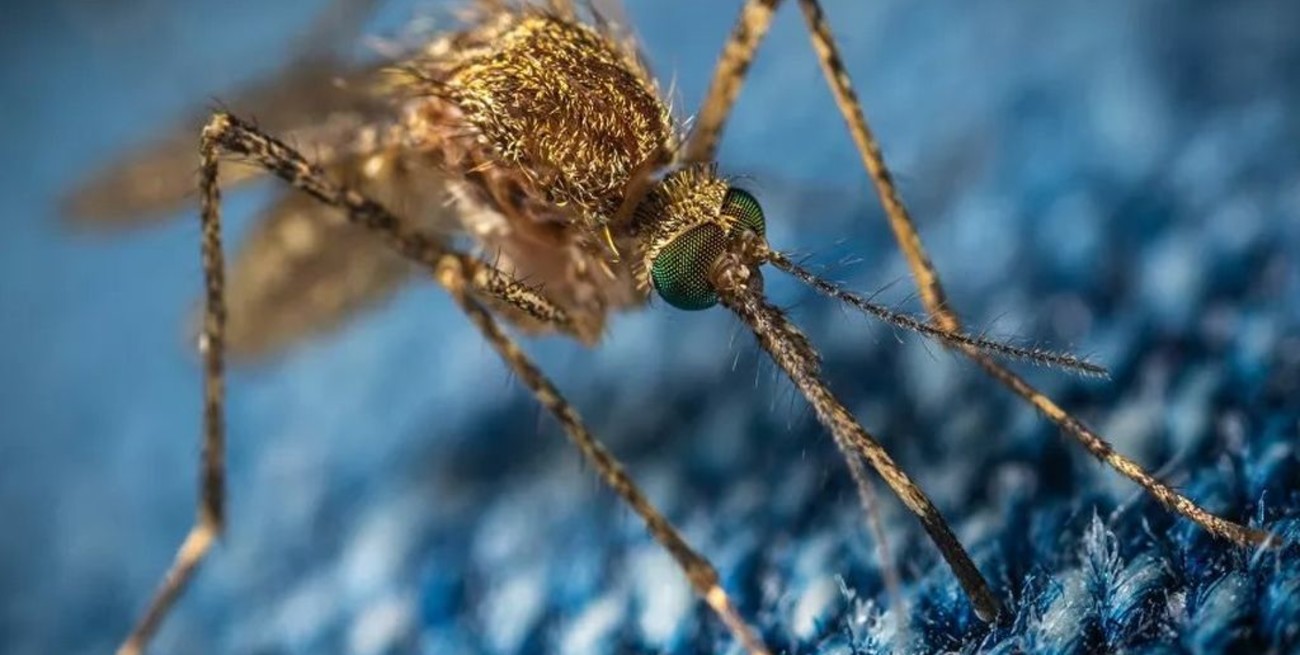 Encuentran por primera vez mosquitos comunes en la Antártida