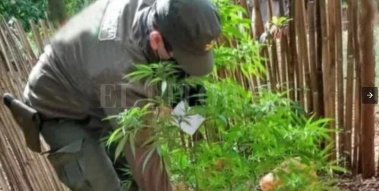 Corrientes: tenían 12 plantas de marihuana pero pensaban que era mandioca