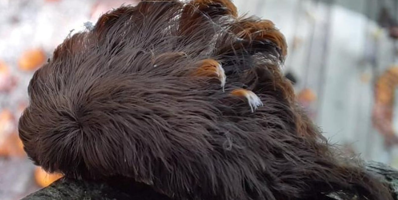 Reportan casos de picadura de oruga gato lanudo en lugares donde no era endémica