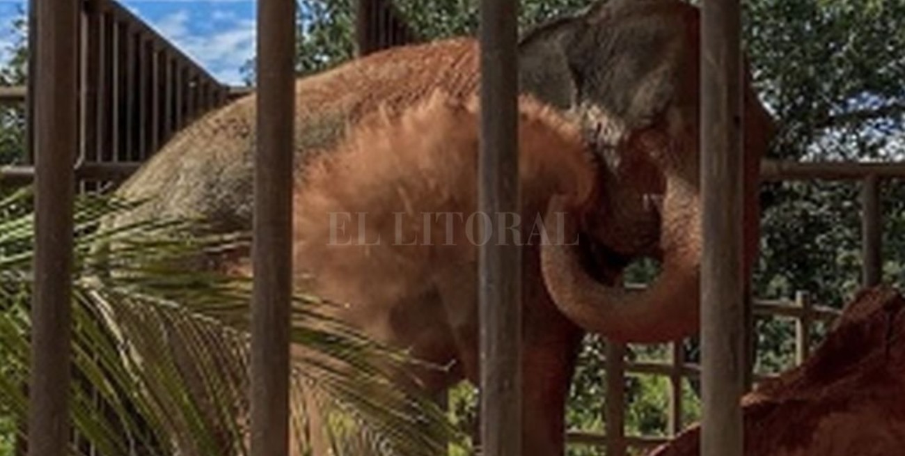 La elefanta Mara se adapta a su nueva vida en el Santuario de Brasil