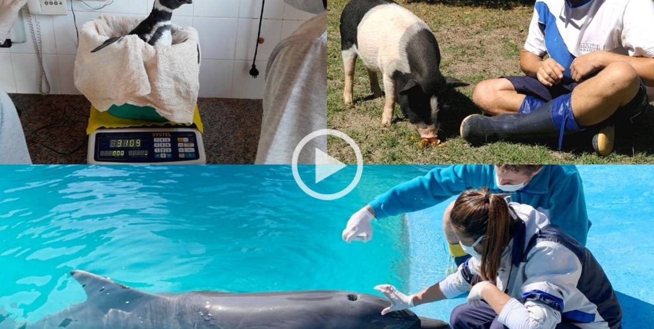 Cuidadores de cuarentena: cómo se garantiza el bienestar animal durante la pandemia